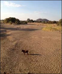 A typical river in Botswana during the dry season.