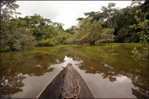 This image of pristine Ecuadoran rainforest comes from the story about Pachamama in this issue, a rare and remarkable partnership between cultures that opens up hopeful possibilities for Mother Earth and her children.