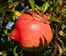 A pomegranate – Photo: Wikipedia
