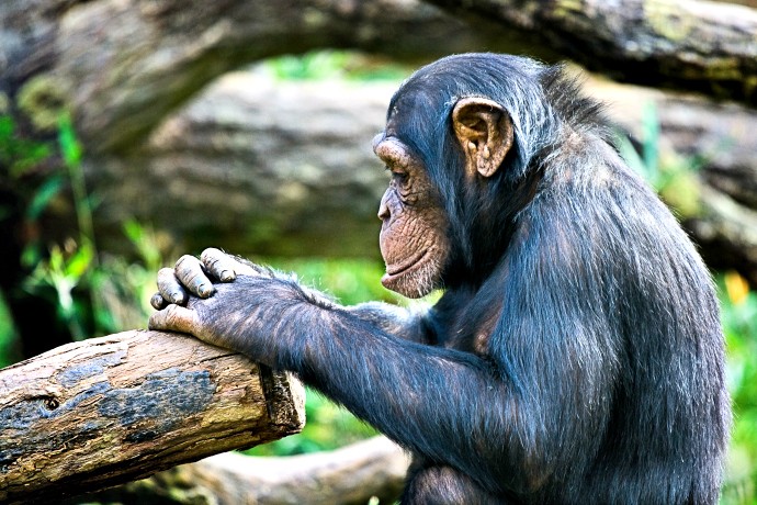 “In Thought” – Photo: Flickr, Irish Wildcat, Cc.2.0