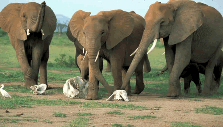 “Elephants Mourning” – Photo: scalar.usc.edu