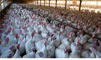 Factory farming, in this photo of turkeys, accounts for 99 percent of the animals raised and slaughtered each year in the U.S. according to the U.S. Department of Agriculture. – Photo: Occupy for Animals