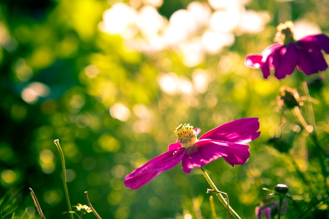 “Vitality is Life” – Photo: Wikimedia, Kenny Louie, Cc.2.0