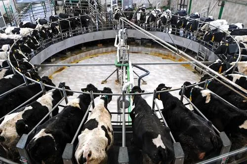 Cattle factory farm – Photo: Counterpunch