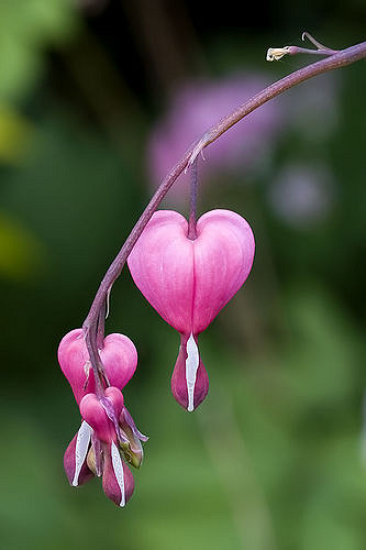 Bleeding Heart flower. “Inner transformation will come when our hearts bleed with compassion for earth.” – Photo: Jeff Jenkins, C.c. 2.0 nc nd