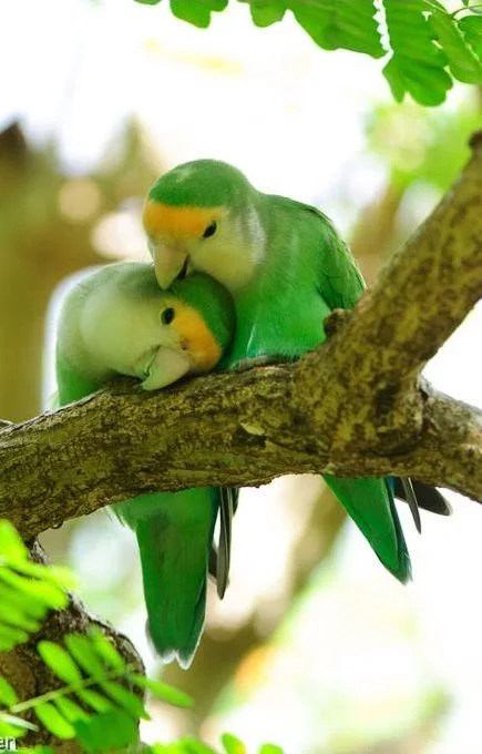Peach-faced Love Birds – Photo: Pinterest