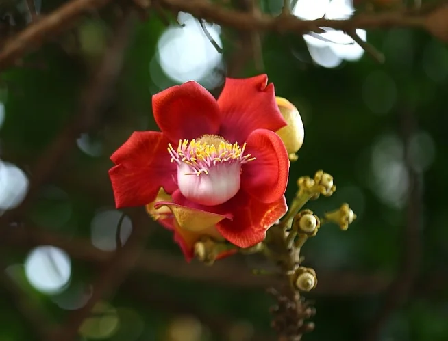 How each person blossoms spiritually should be respected – Photo: Thutruongvn, Pixabay