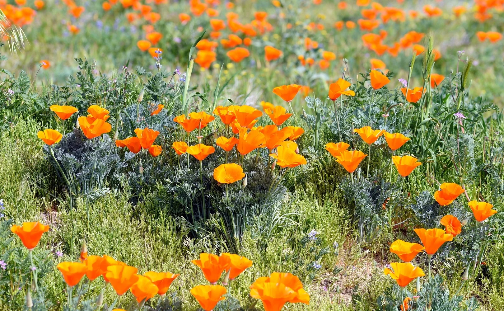 California Interfaith Connections Growing