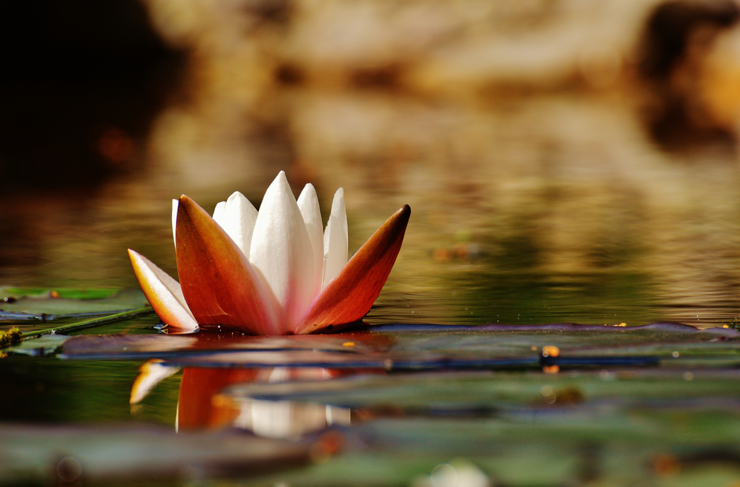 The Lotus &amp; the Rose by Reverend Matthew Fox and Lama Tsomo