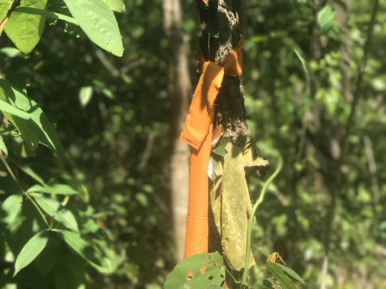 An ordained tree wrapped in the orange robes of a Buddhist monk found in a forest of Chiang Mai, Thailand – Photo: Kiley Price