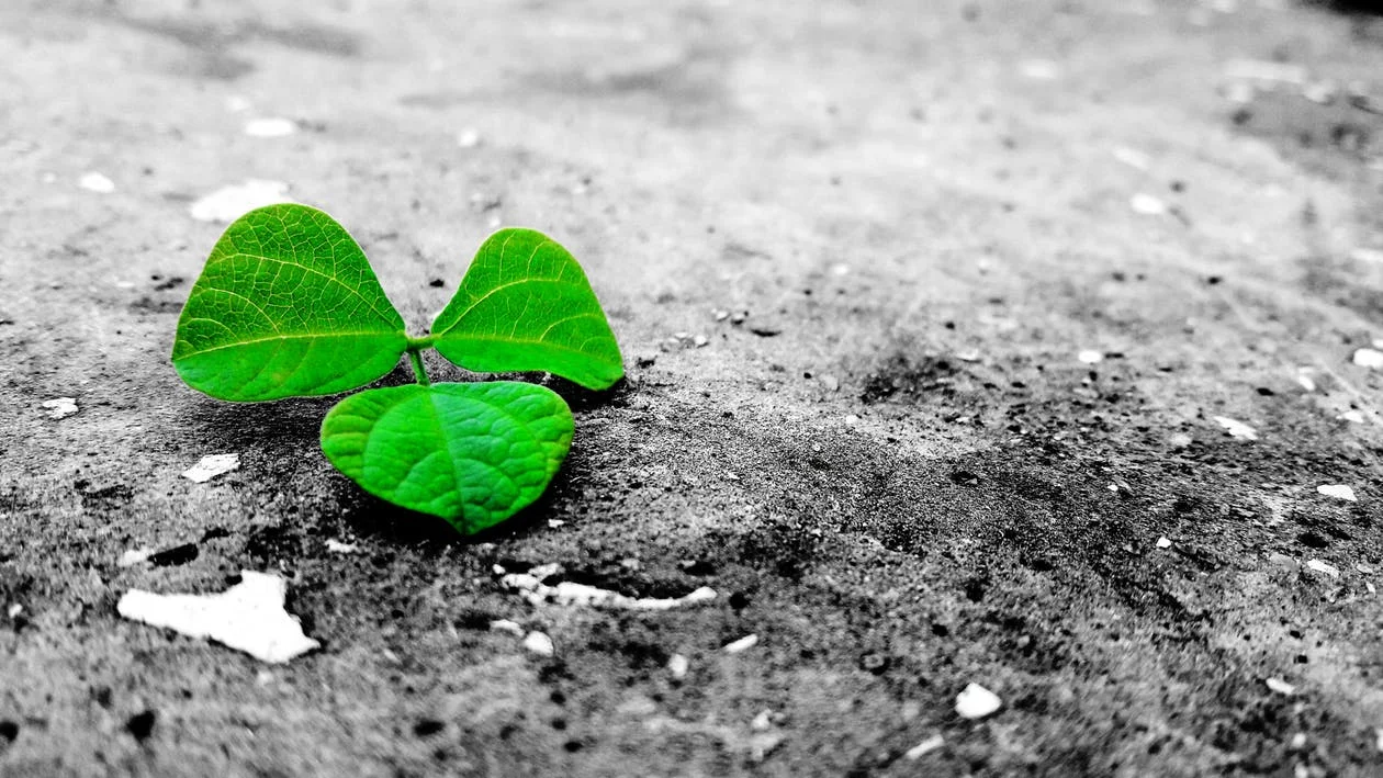 A Fifth Directive Added to the Global Ethic