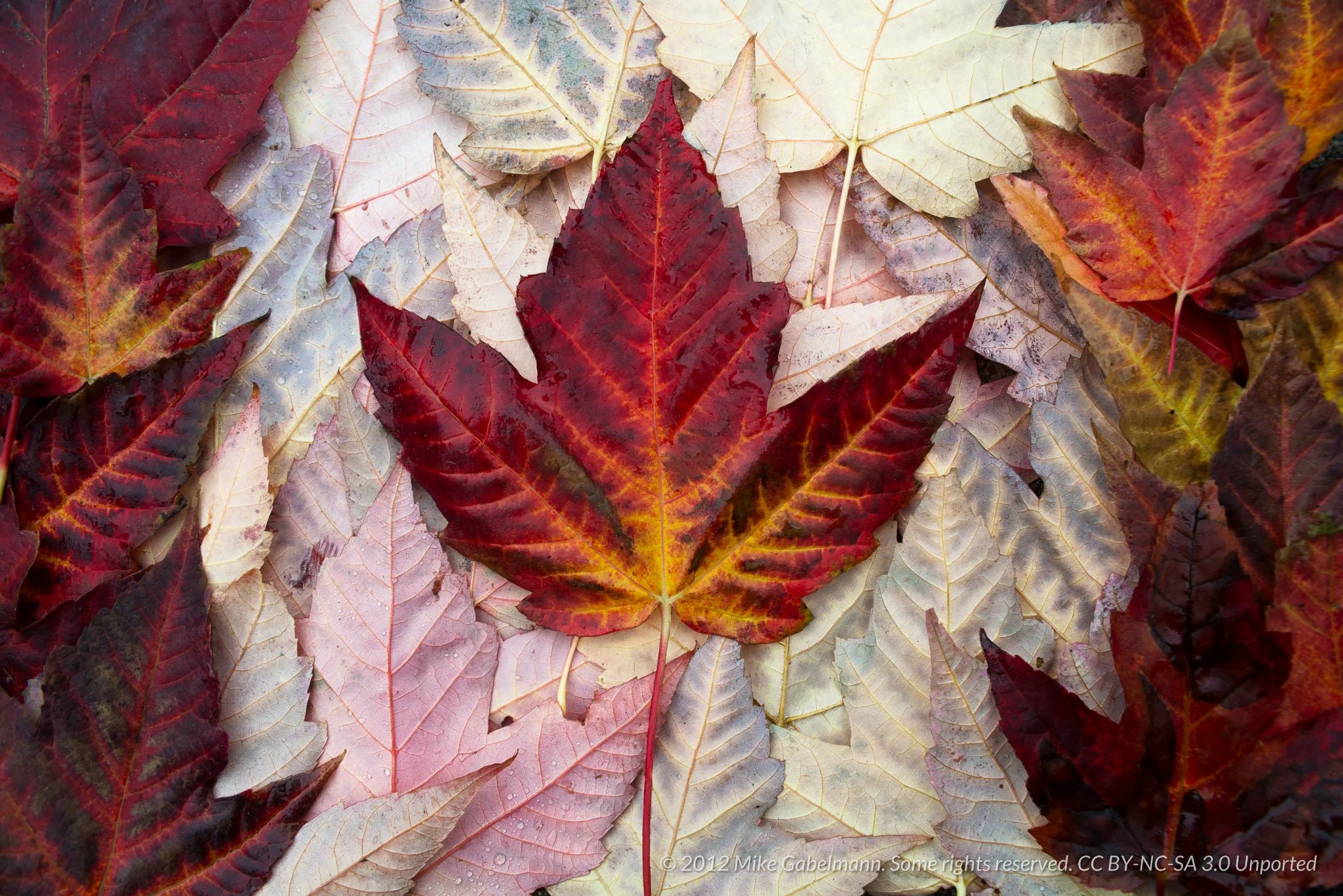 TIO In Canada - December 2012