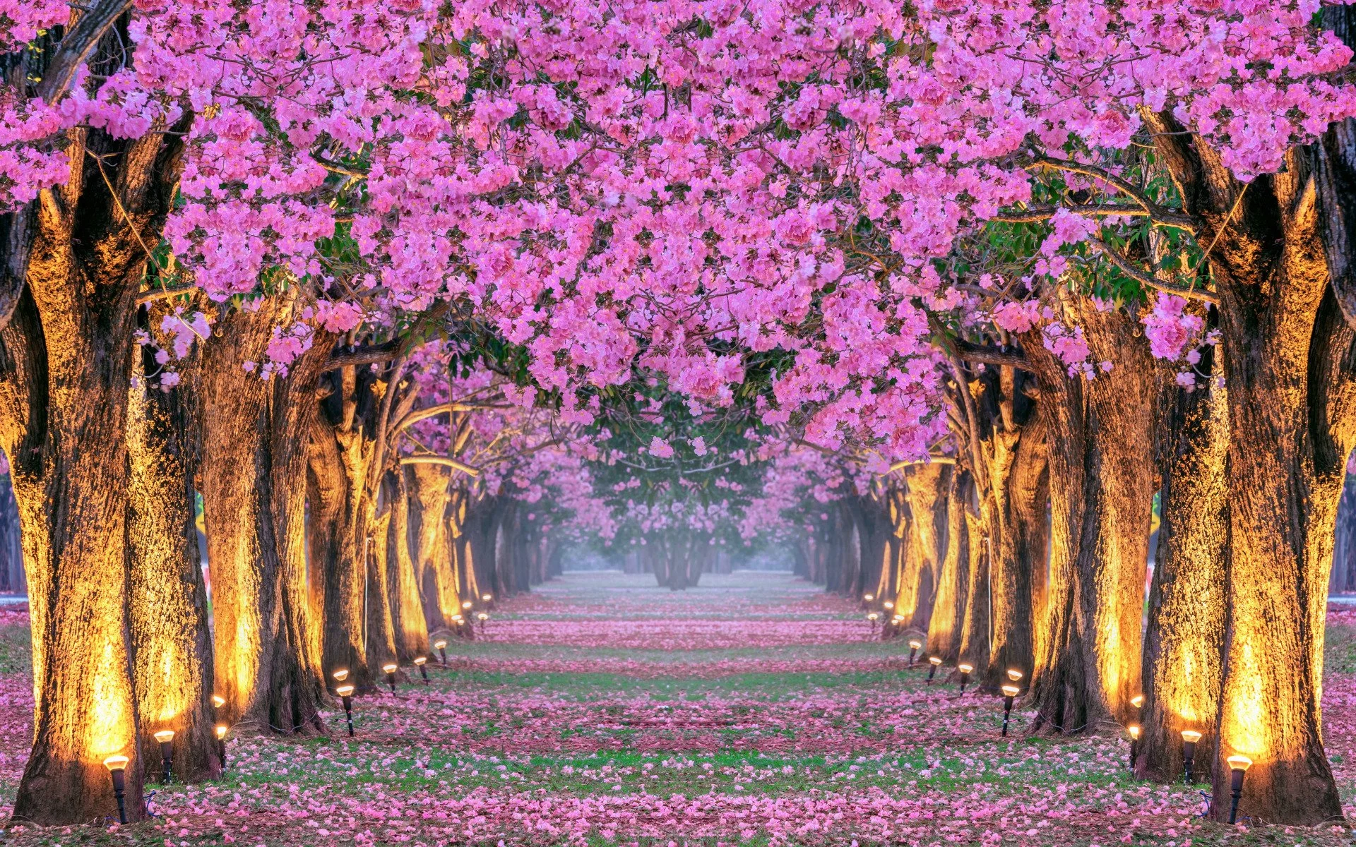 spring-cherry-blossom-sakura-alley-tree-alleia-pink-sakura-t.jpg