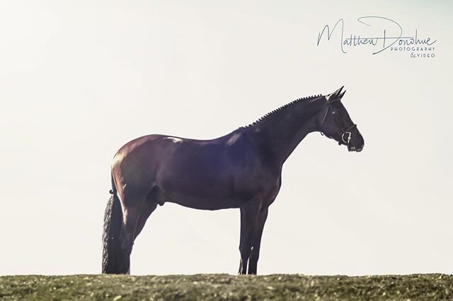 #equestrian #equinephotography #equestriansofinstagram #horsephotographer #horsephotograpy #fineartphotography #newyork #goldcoast #dark #hanoverian #horseofinstagram #equus @equilineofficial @equestrian_style_magazine @equilineamerica