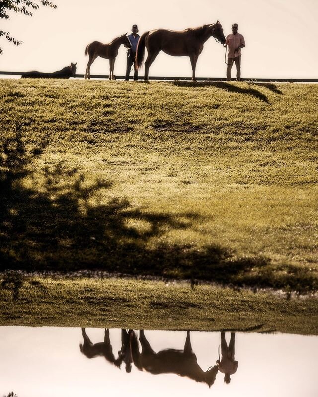 #reflection in a #pond #lexington #kentucky #bluegrass #horses #filly #mom #daughter #brothers #equine #equinephotography #horsephoto #thouroughbred #equus #spring #fineartphotography