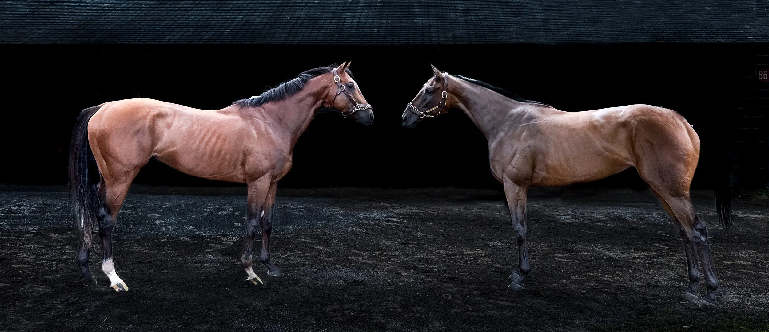 Mystic Dan (2024 Kentucky Derby), Torpedo Anna (2024 Horse of the Year & 2024 Kentucky Oaks)