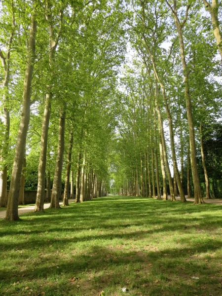 A cathedral of trees! Now where is the organ?