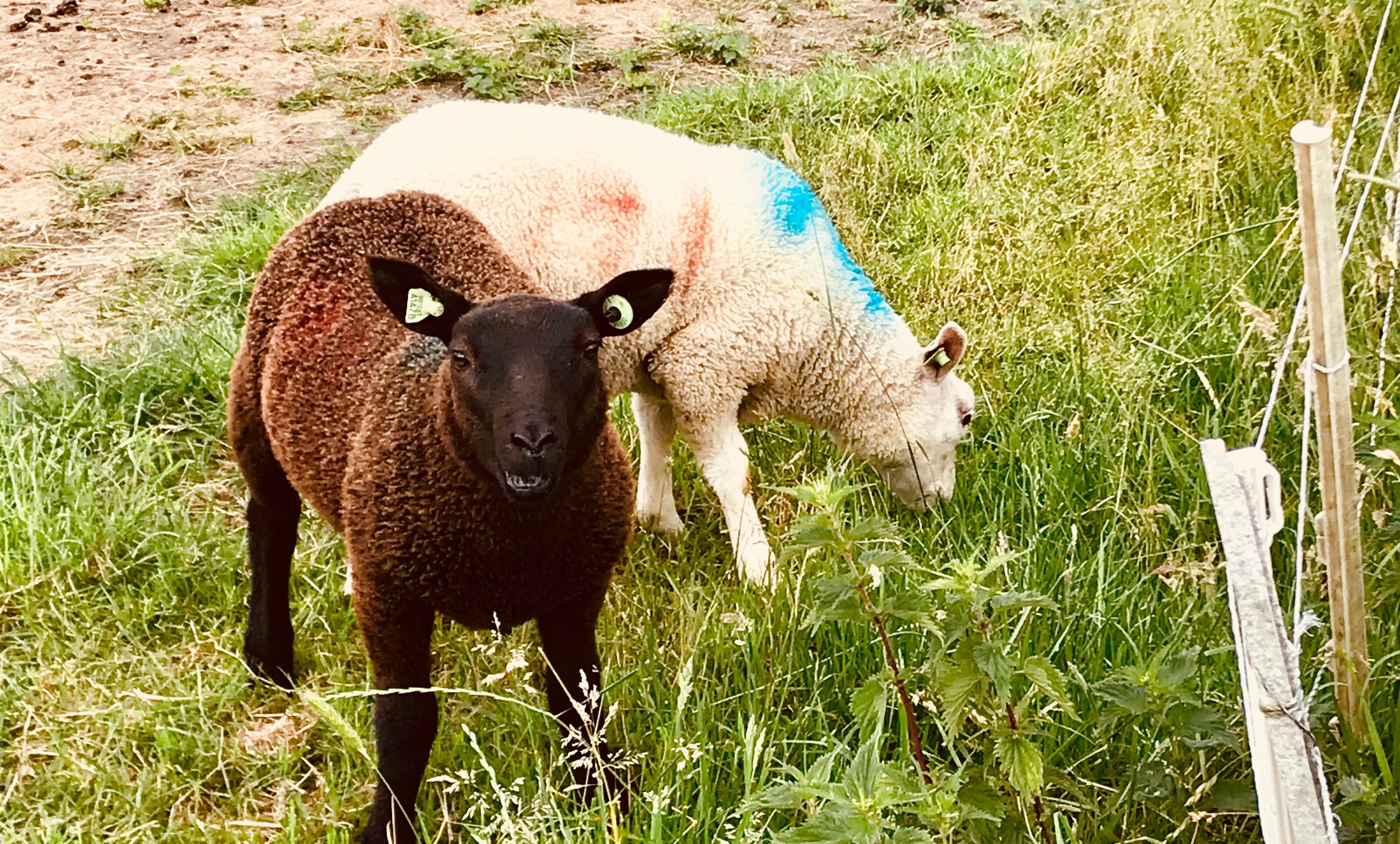 Sheep outside our Airbnb!