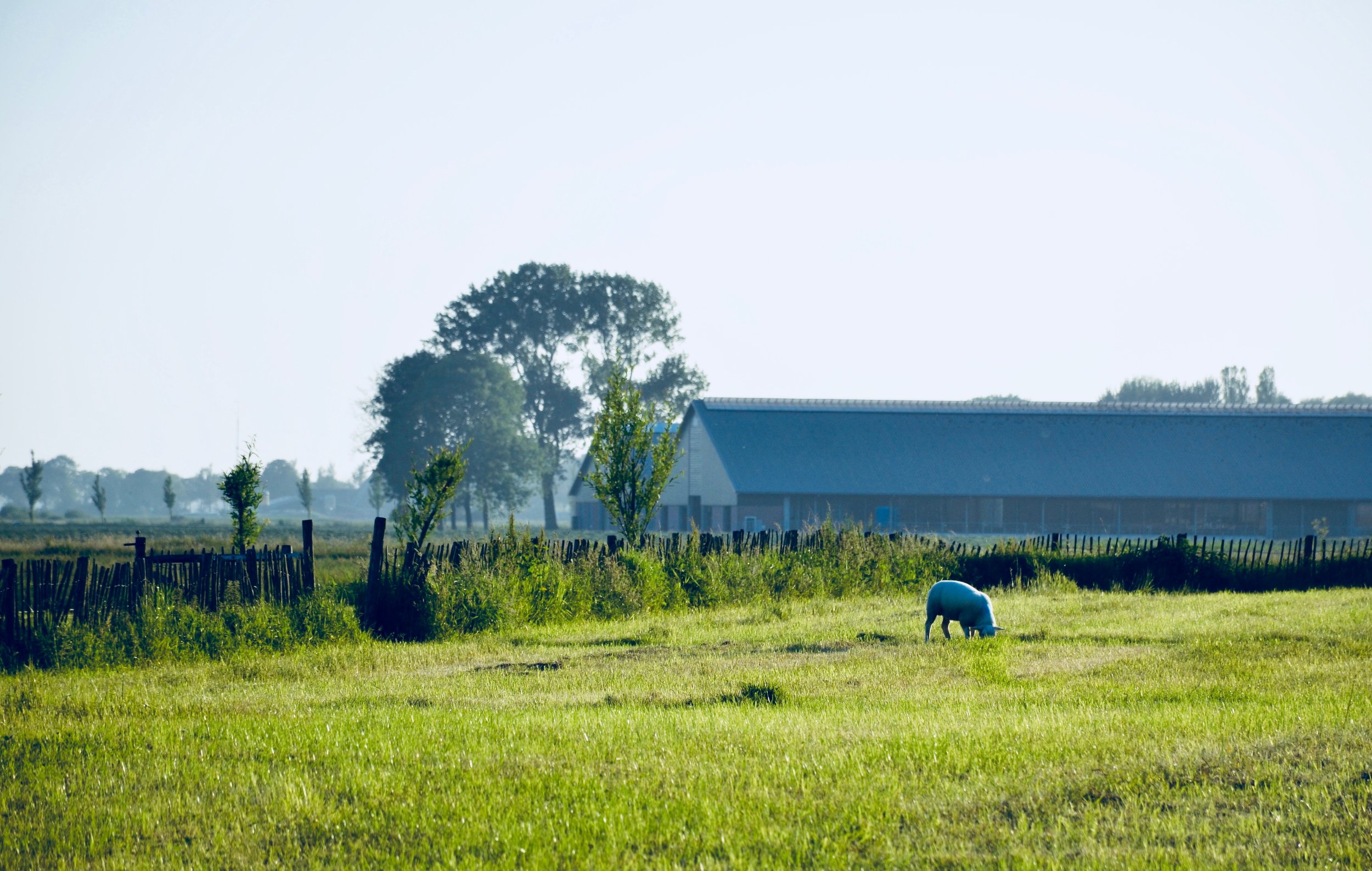  Sheep at our Airbnb in Holland. 