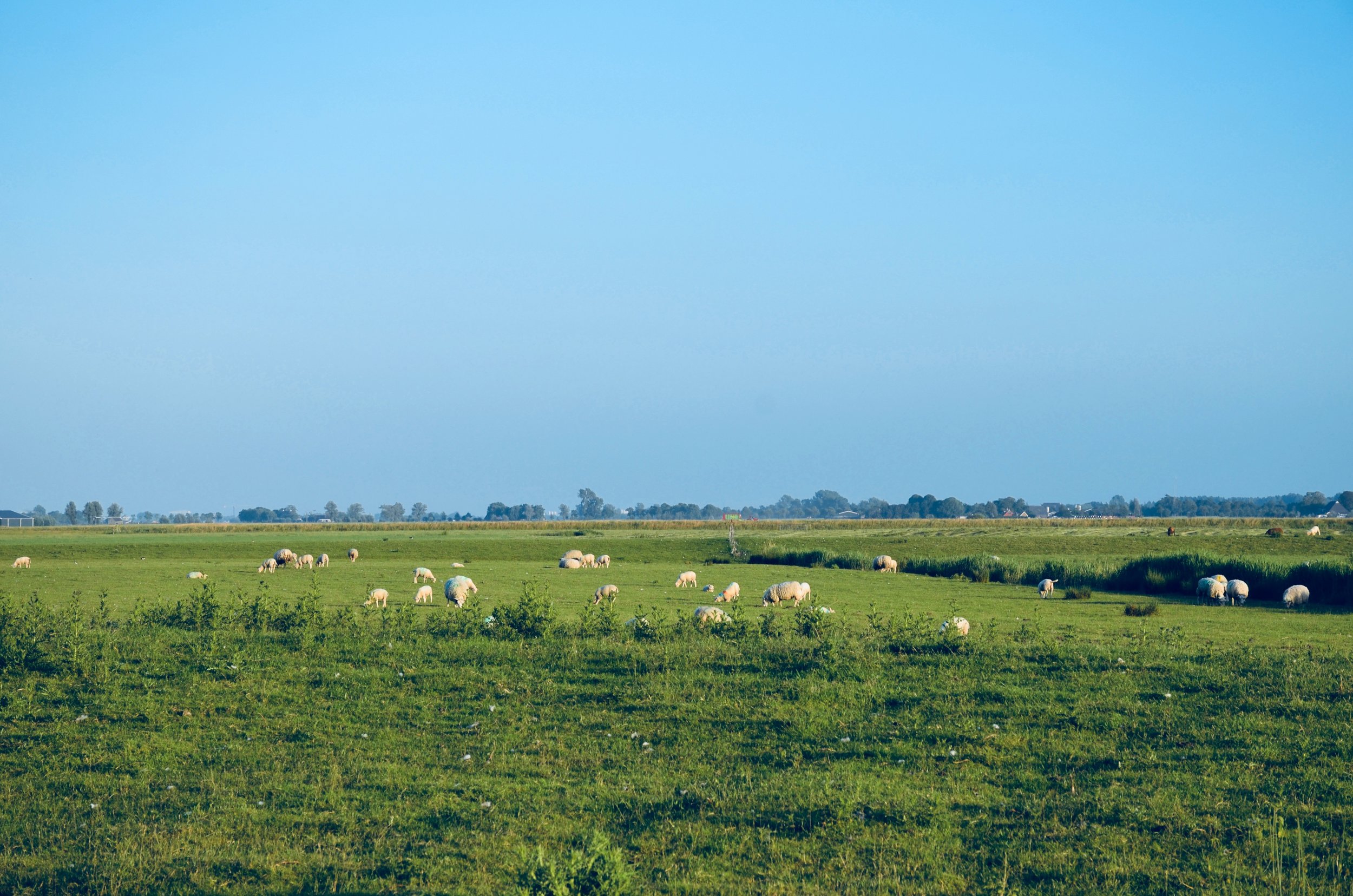 Sheep at our Airbnb in Holland.