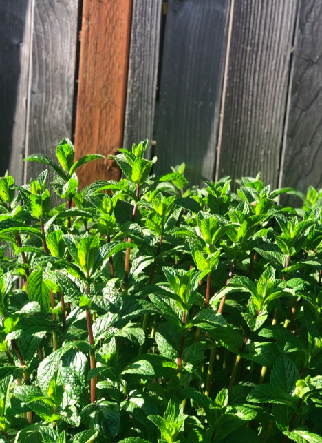 Photo: Mint from Dr. Kat’s garden