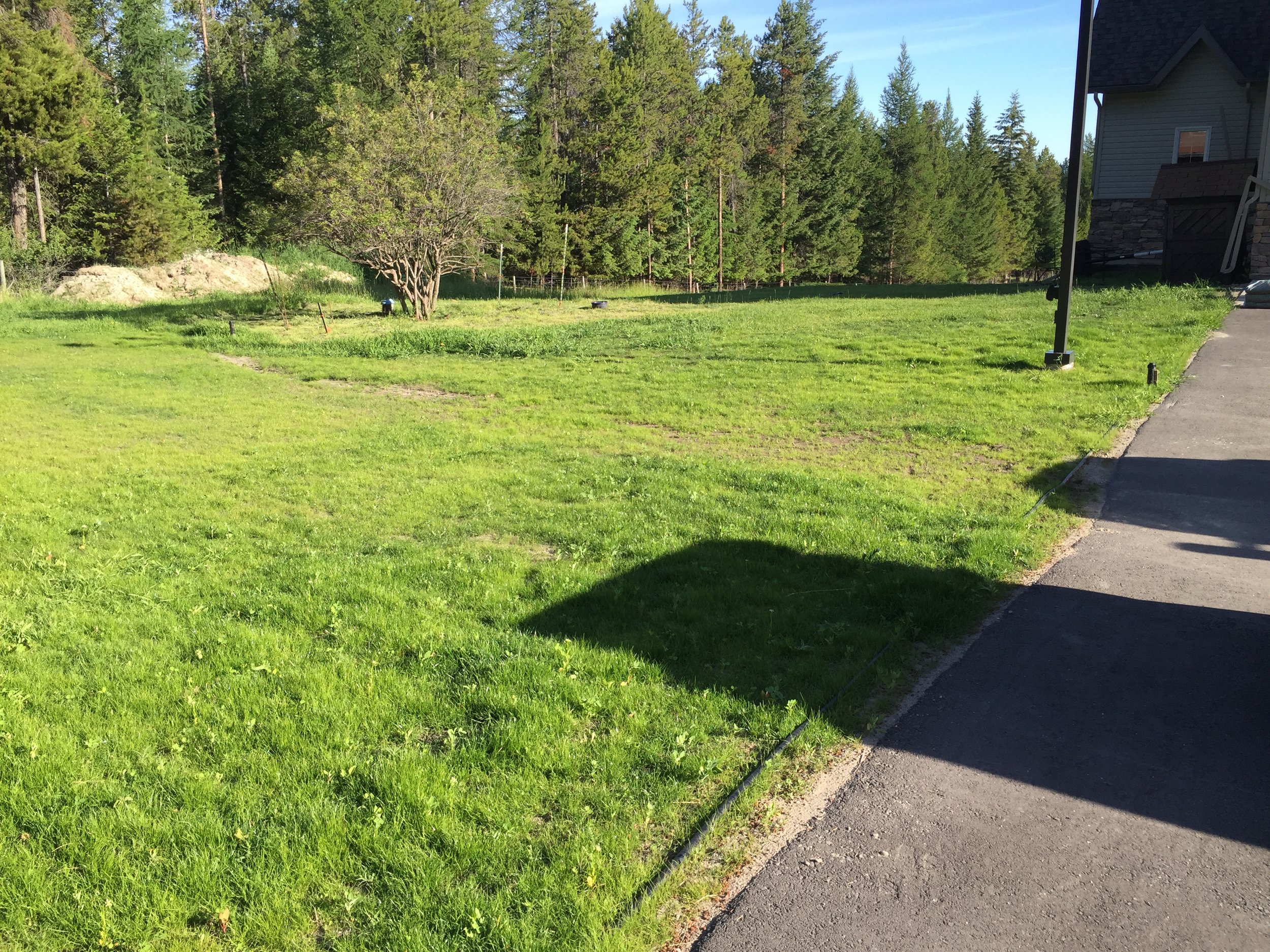 schieman overseeding (2).JPG
