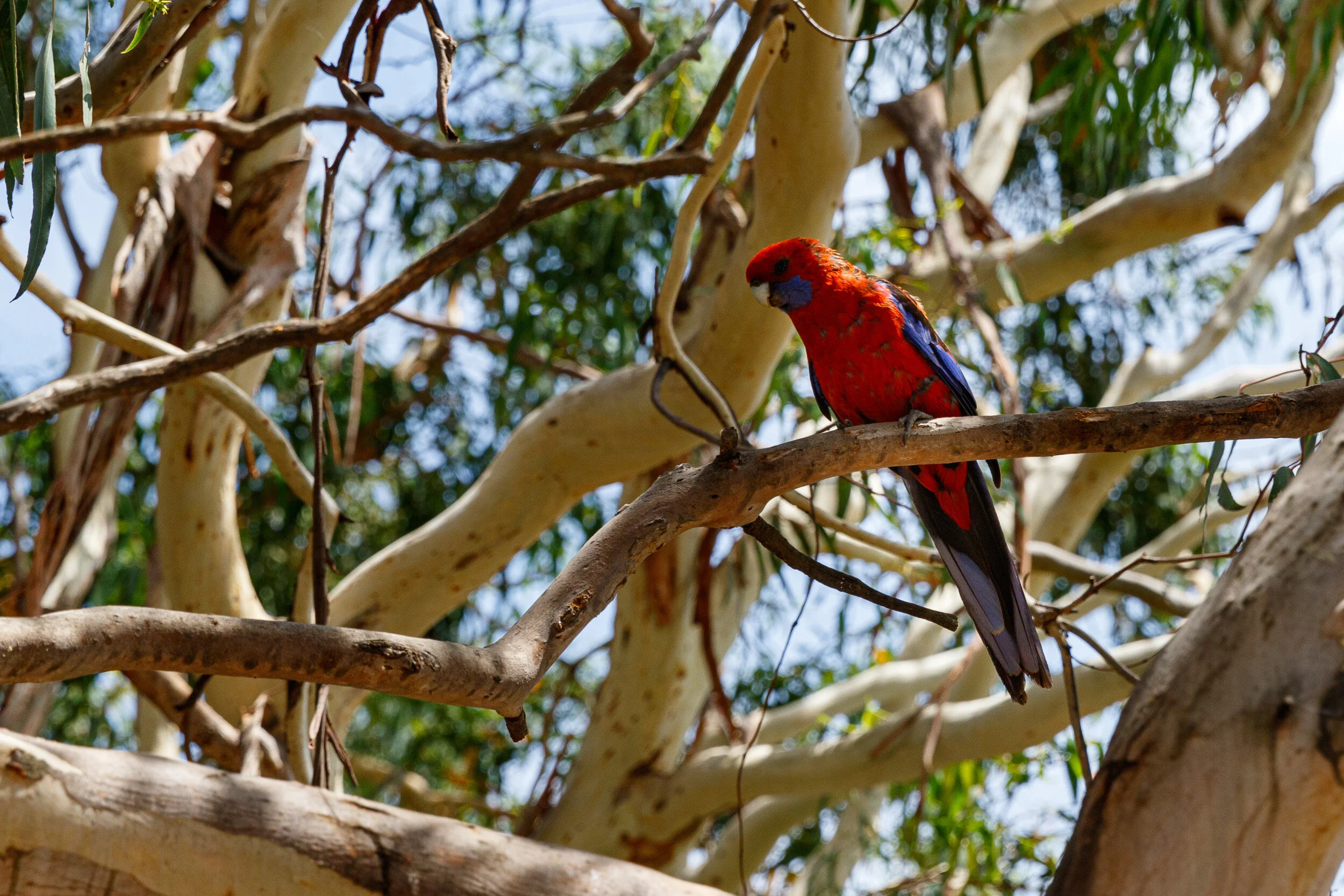 Australian King-Parrot (male)