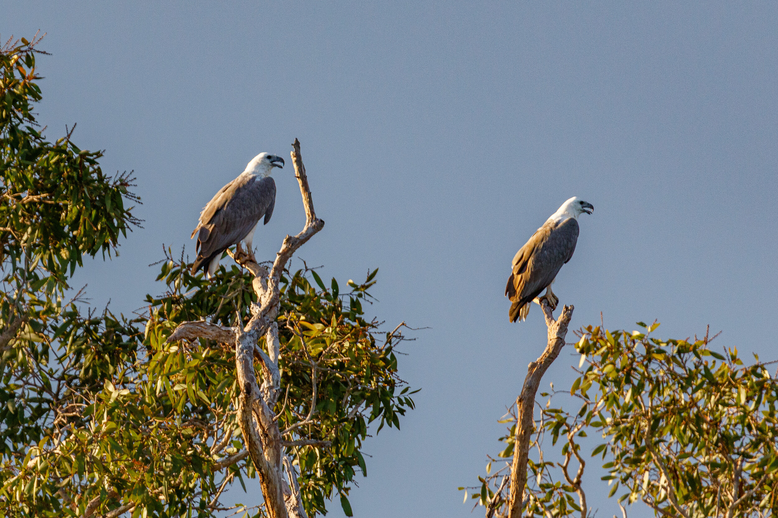 White-bellied Sea Eagle
