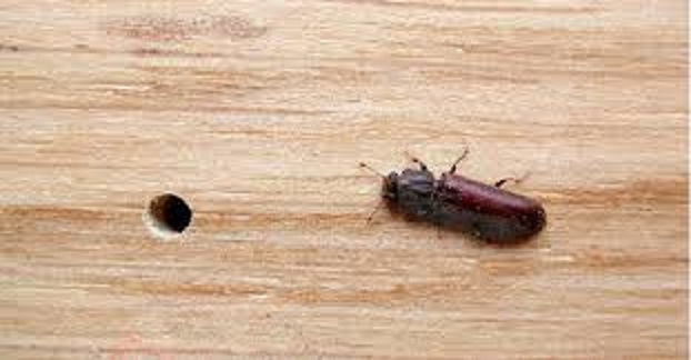 Powder-post-Beetles-1.jpg