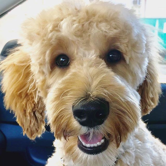 Pepper booked a job! And.....here he is with his fancy first time spa day cut #pepper #doodle #gorgeousdoodles #famousdogs #hollywoodpuppies #ft45star #ft45divadog