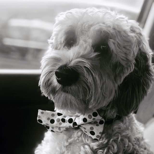 After his workout Pepper is heading downtown for a special Rex luncheon. #dogsofrex #pepperperrin #newfacesmodel #puppybowtie