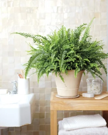 bath fern