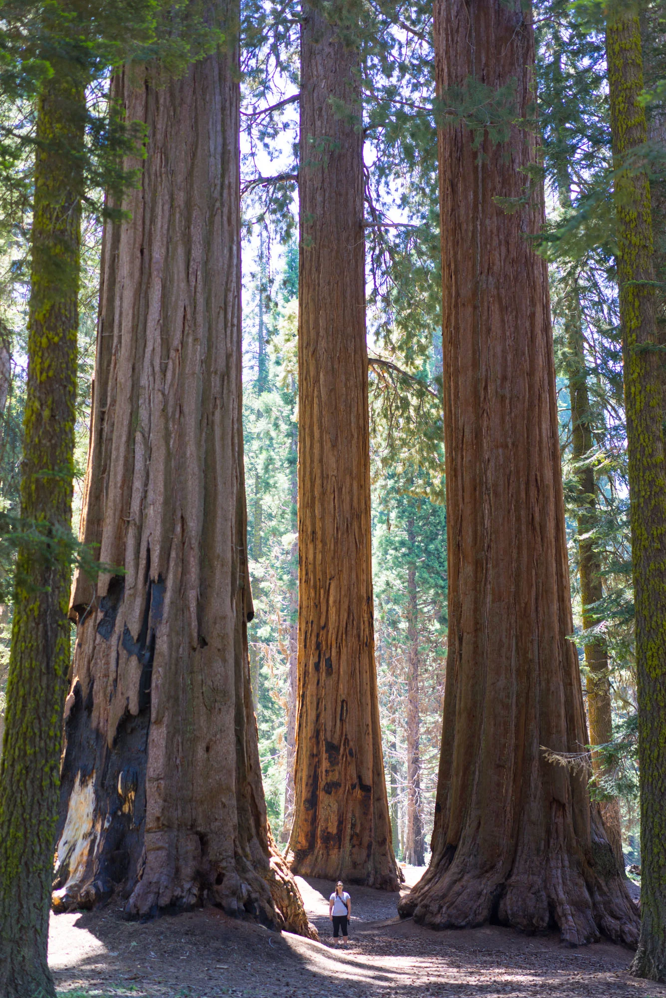 Sequoia NP