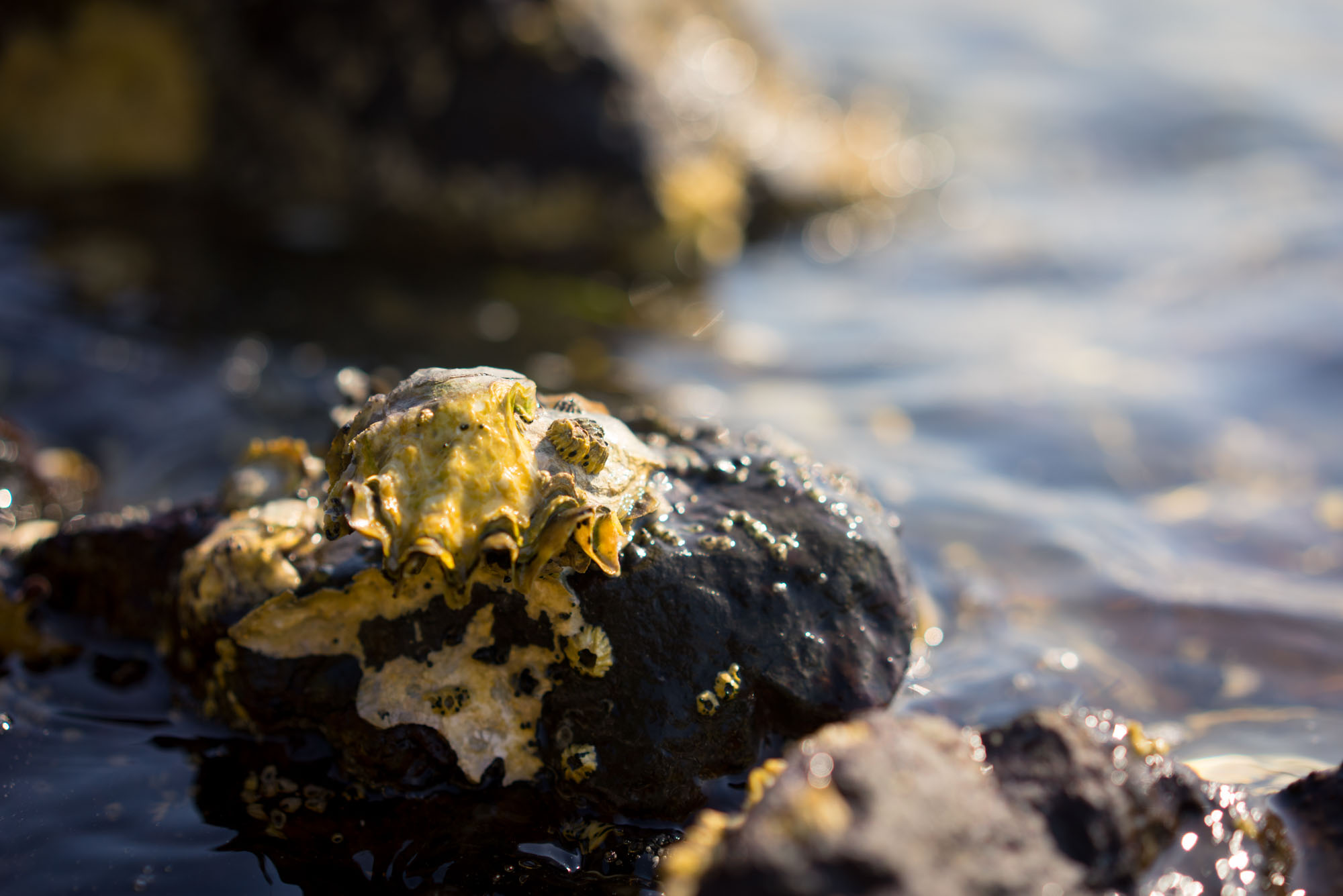 Oysters that DJ harvested for breakfast