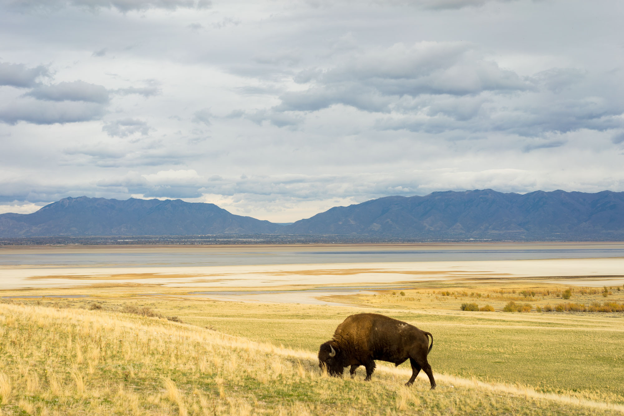 Wild Buffalo