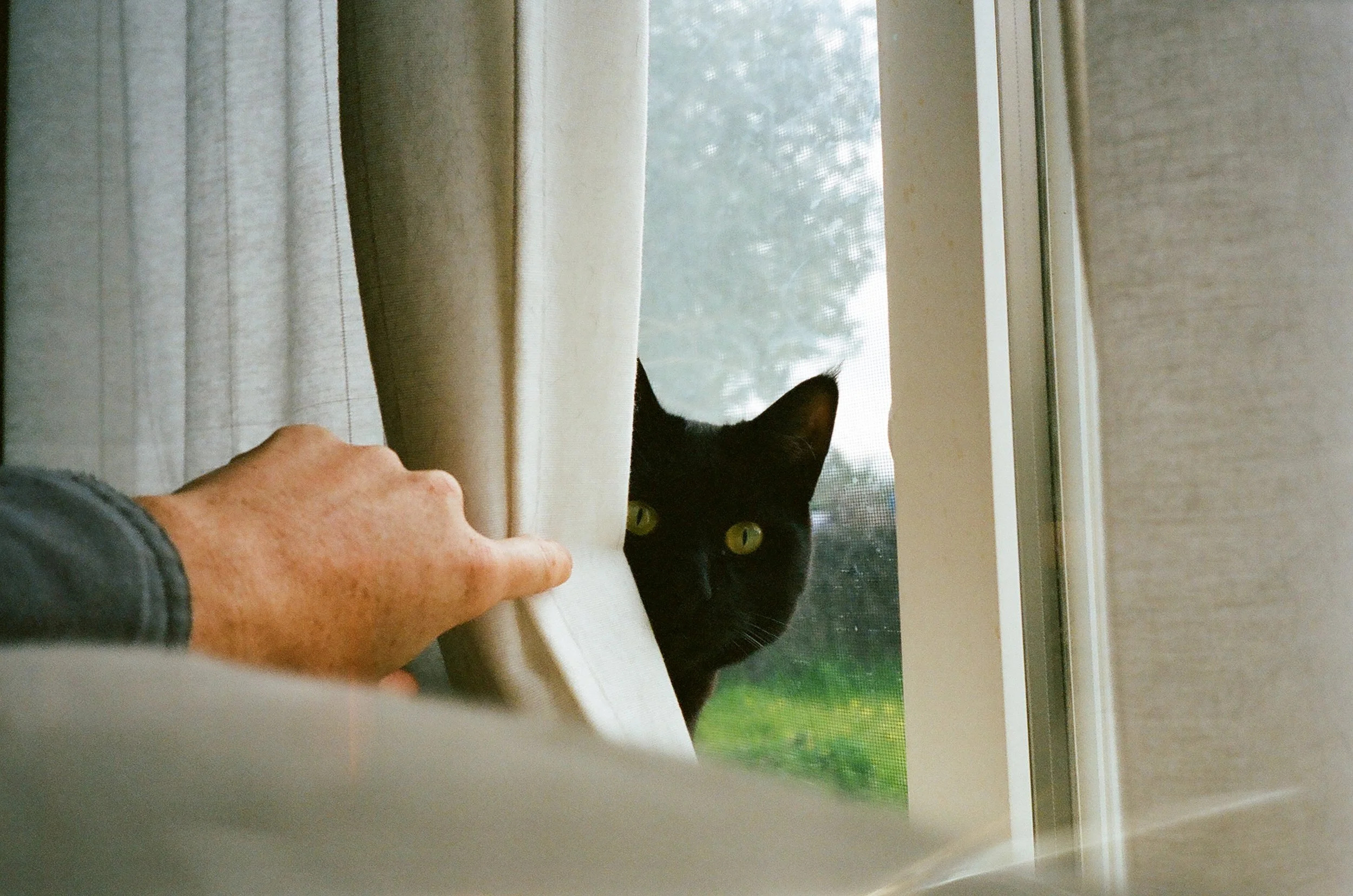 Tierney & Cory's cat Baby Walter