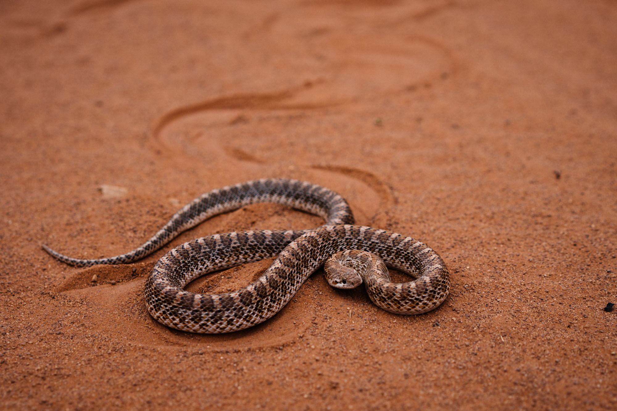 Snake in the road, Monument Valley, Arizona