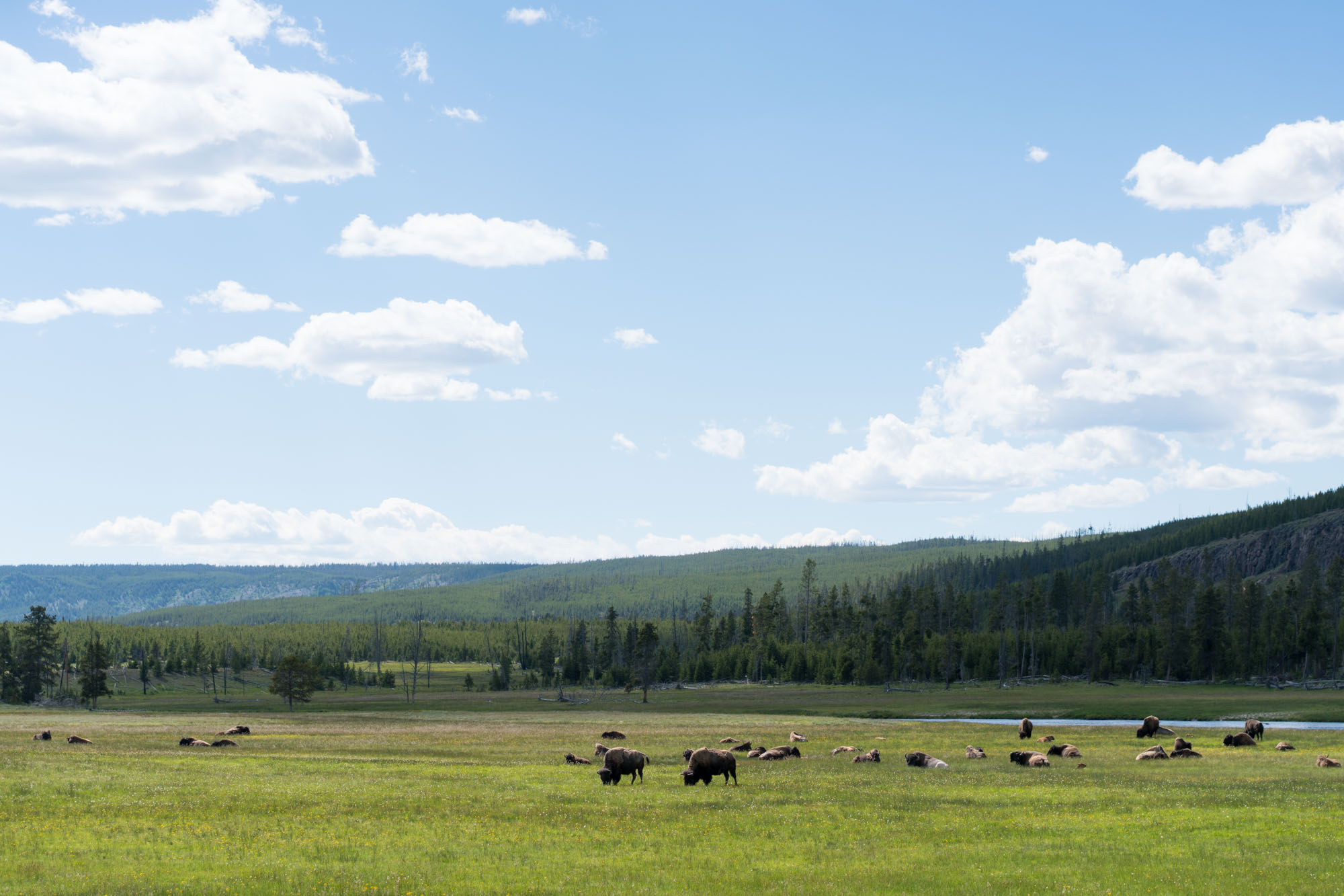 Where the buffalo roam, Yellowstone NP