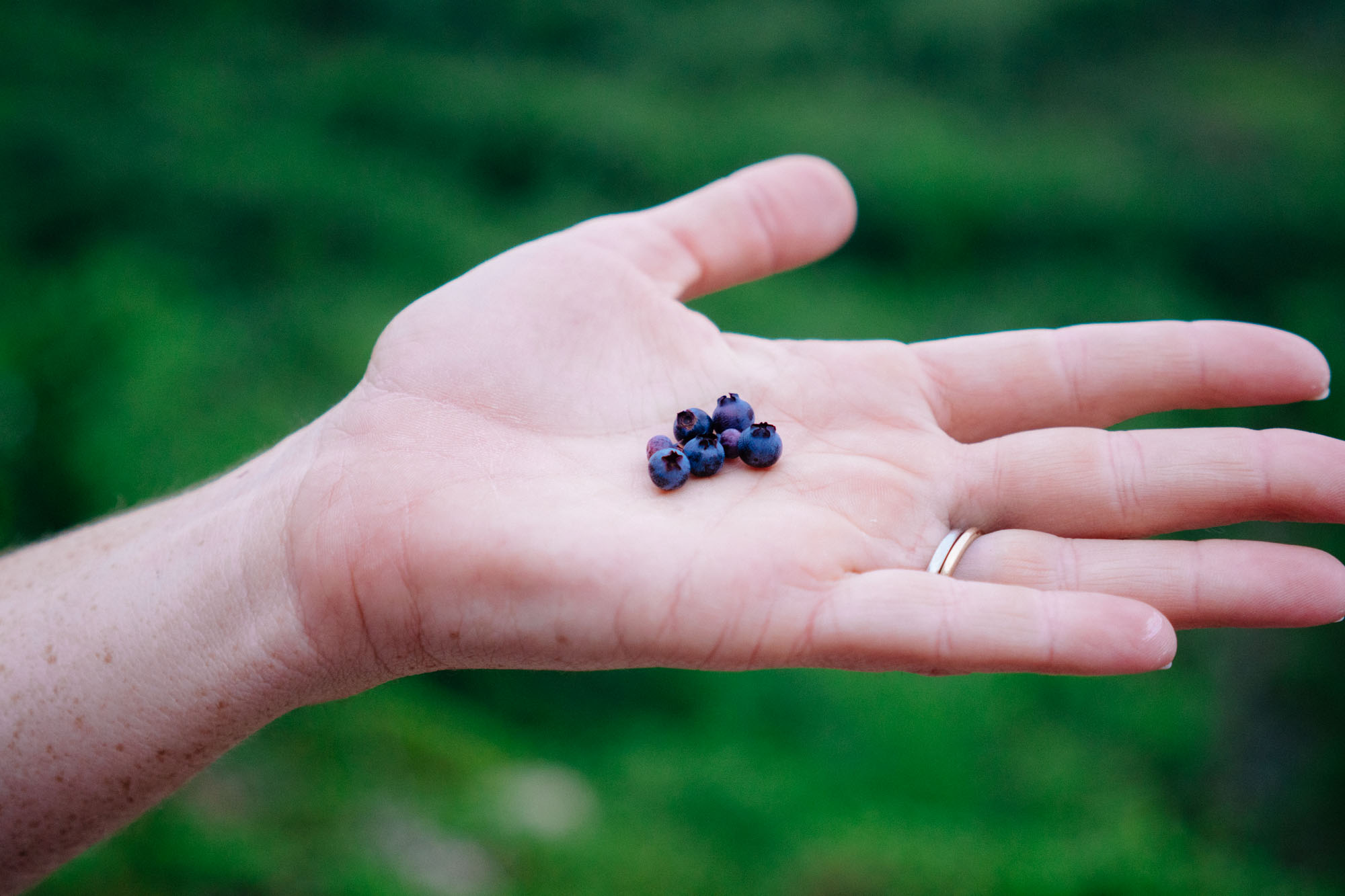 Trail snacks: Wild Blueberries were all over the trail. I ate so many that I got a cramp