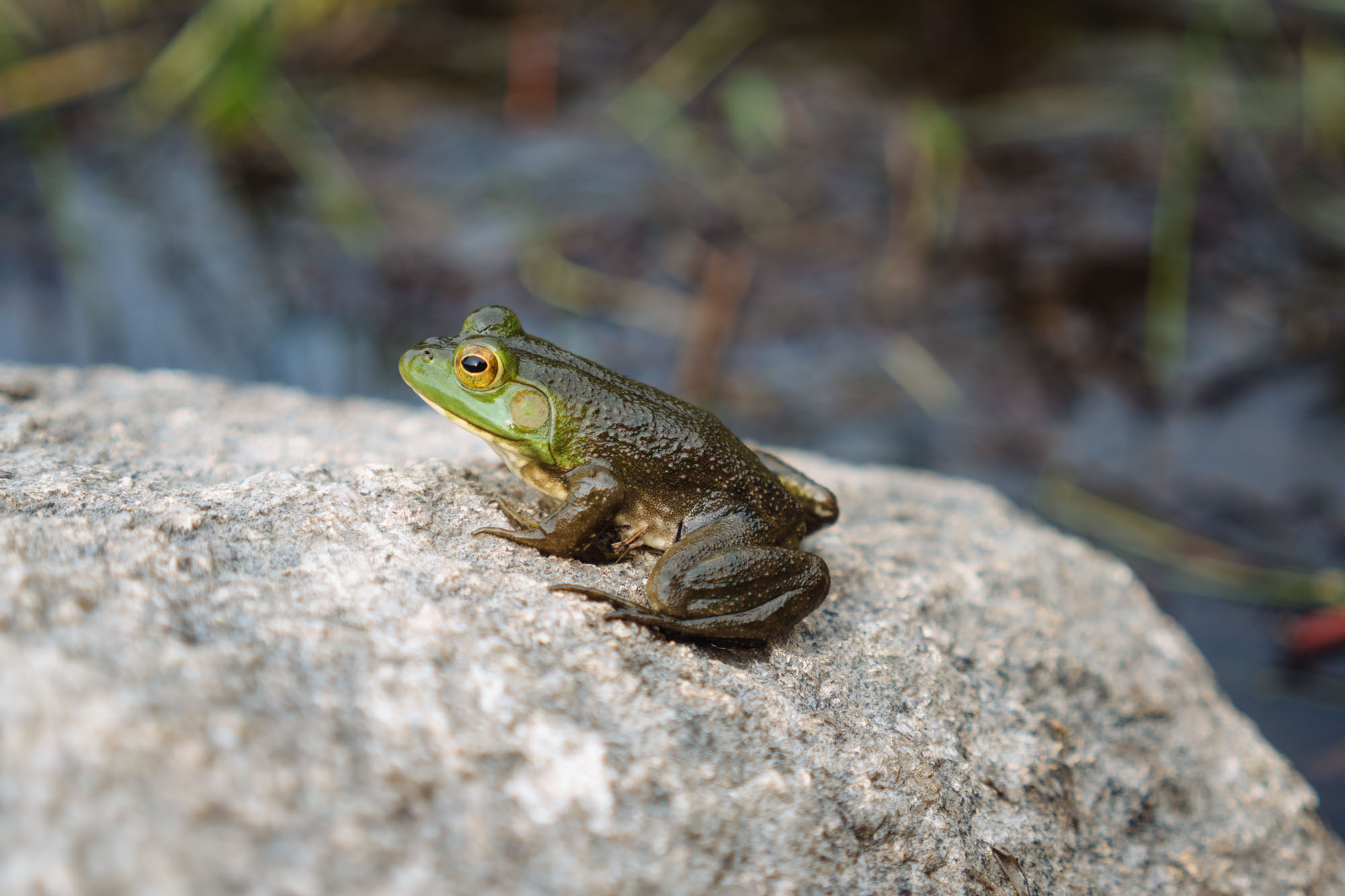 Frog on one of our hikes