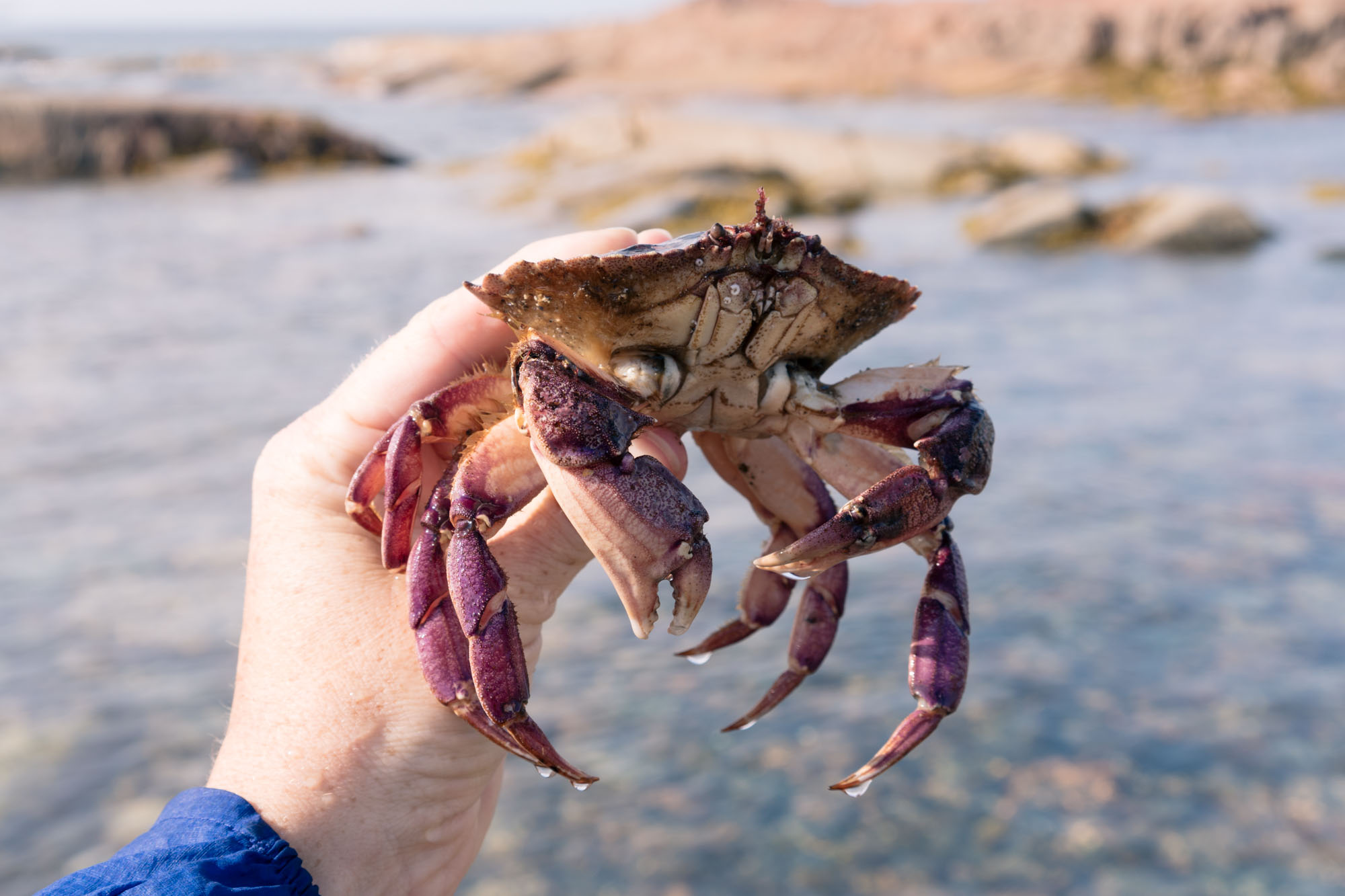 Tidal pools on Fogo Head trail