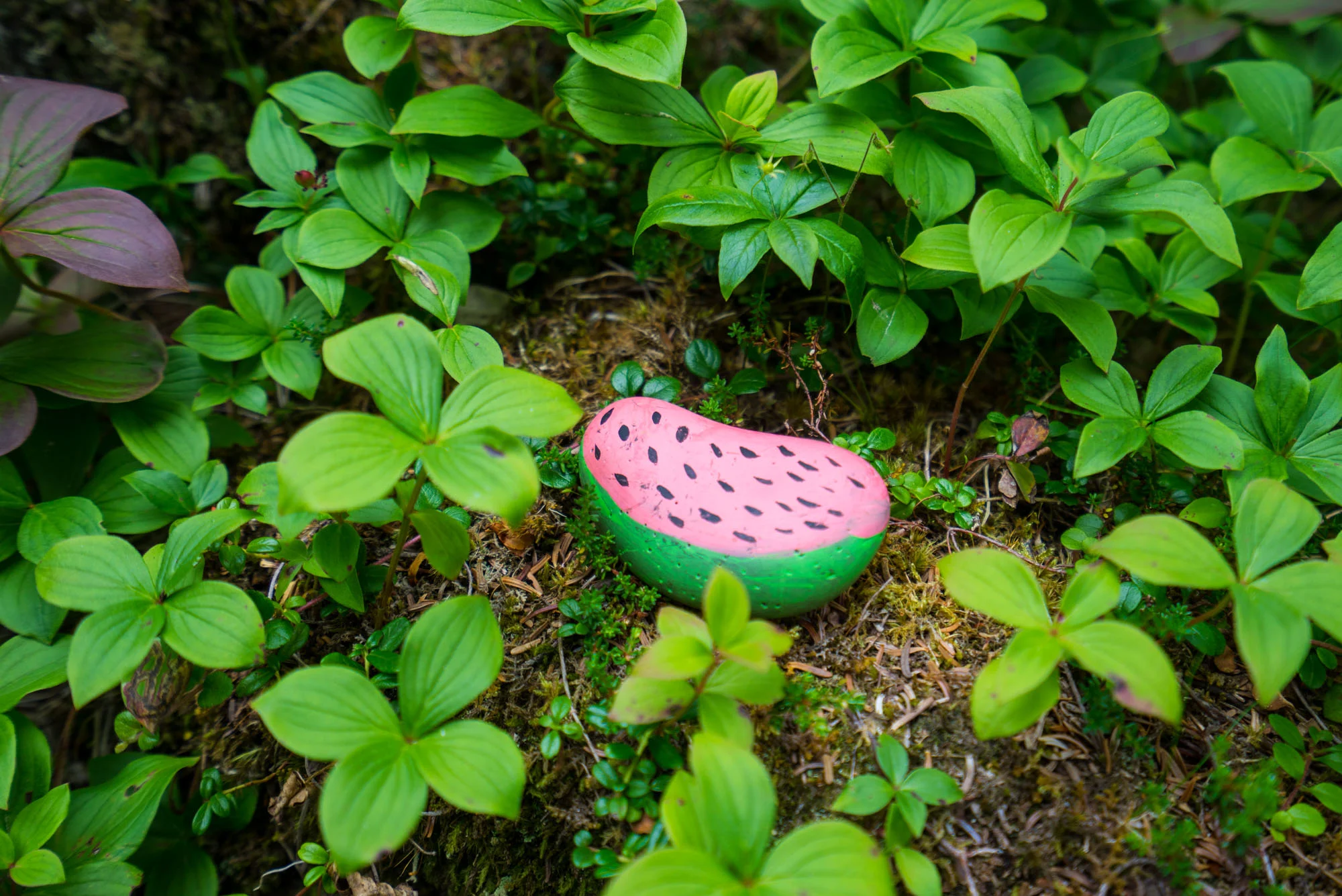 One of many Newfoundland Rock art pieces we found on Newfoundland. This is the only one we kept for good.