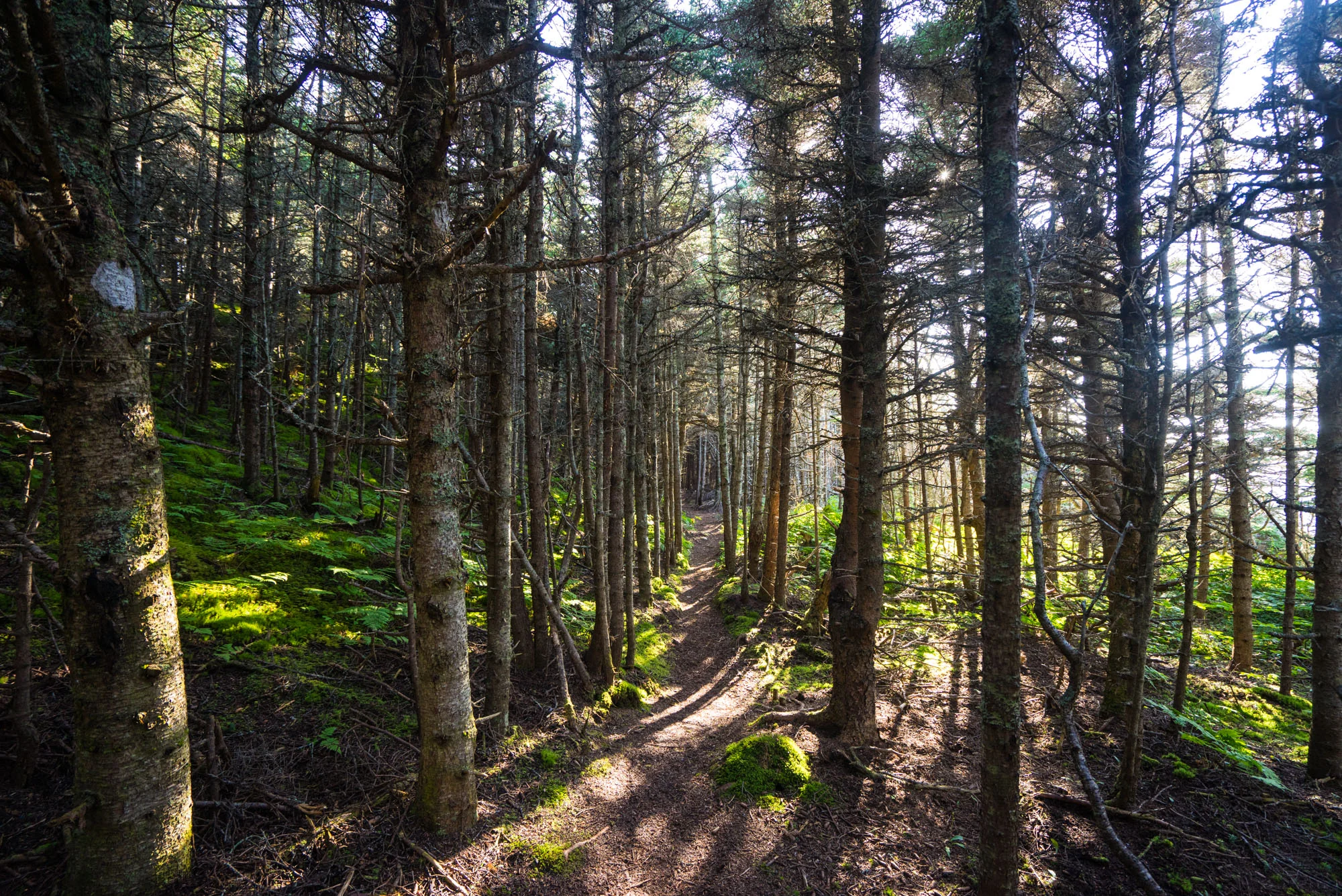 Trail out to Cow Head
