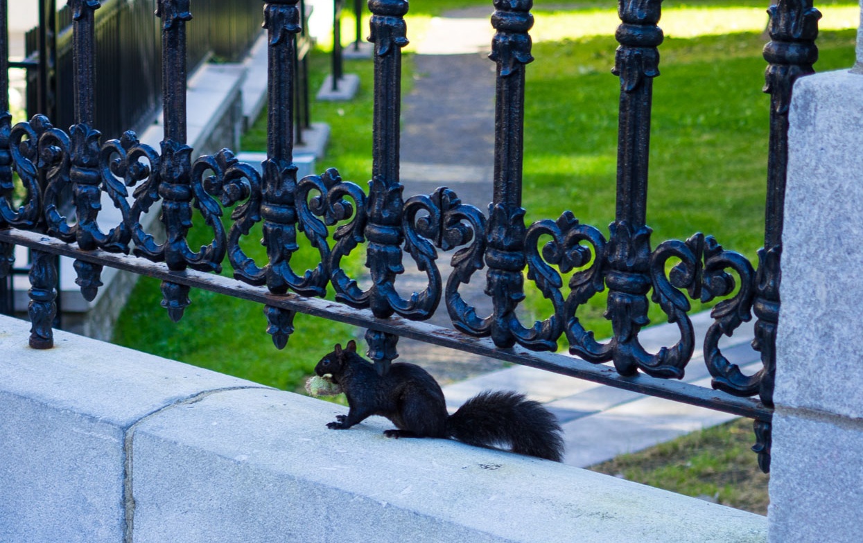 I lost it after seeing this black squirrel outside of Notre-Dame de Québec Basilica Cathedral