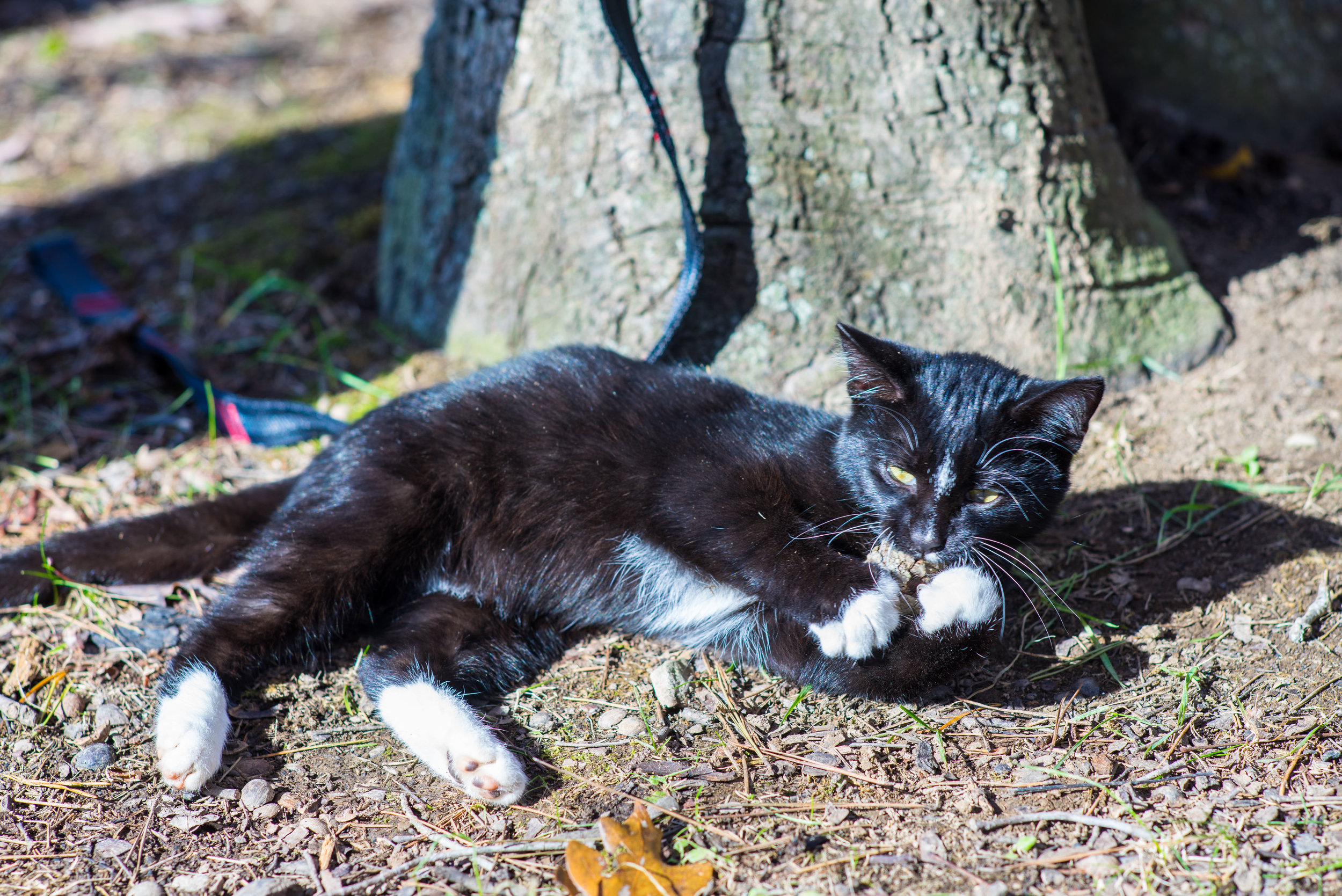 Boots the camp cat