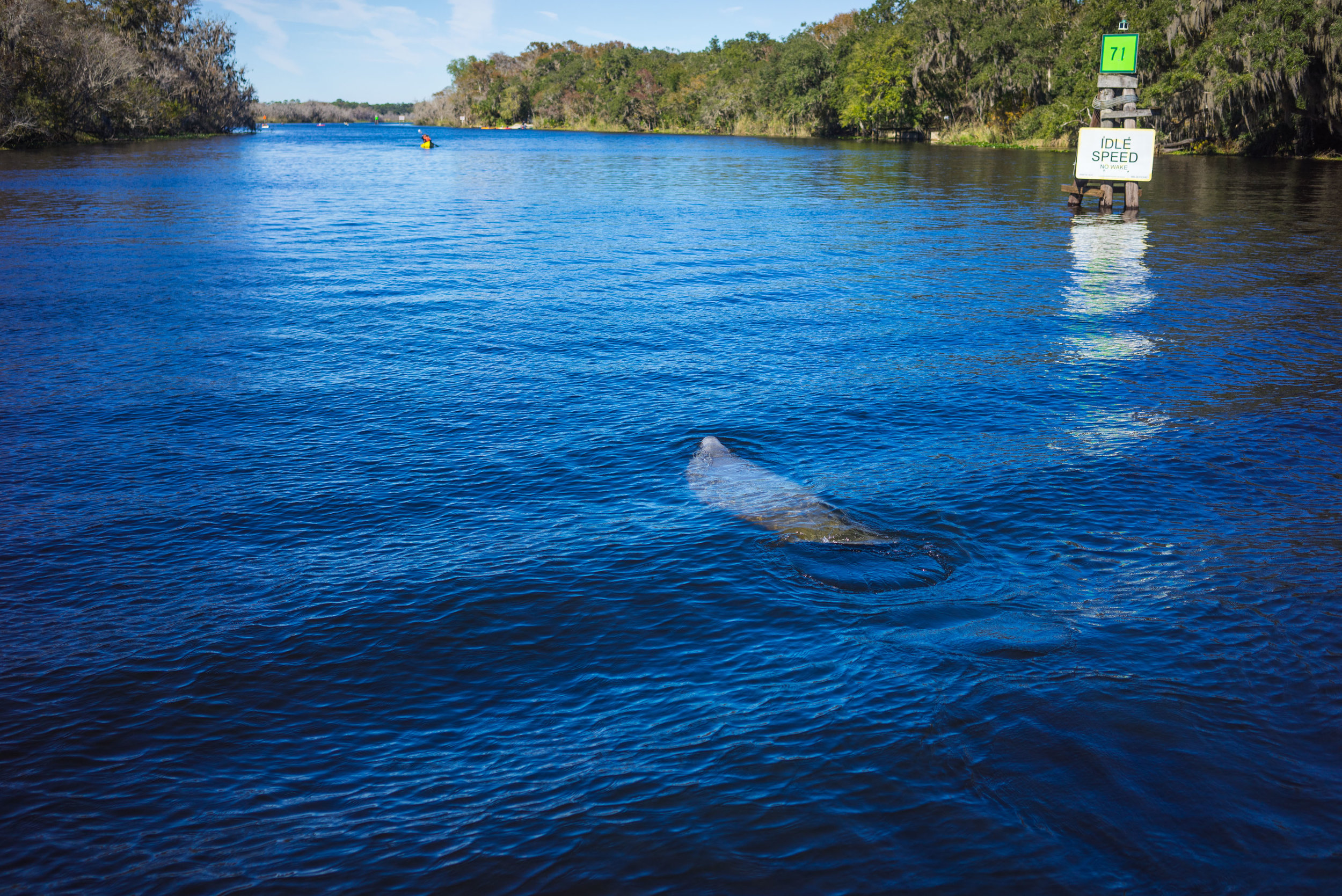 Manatee!