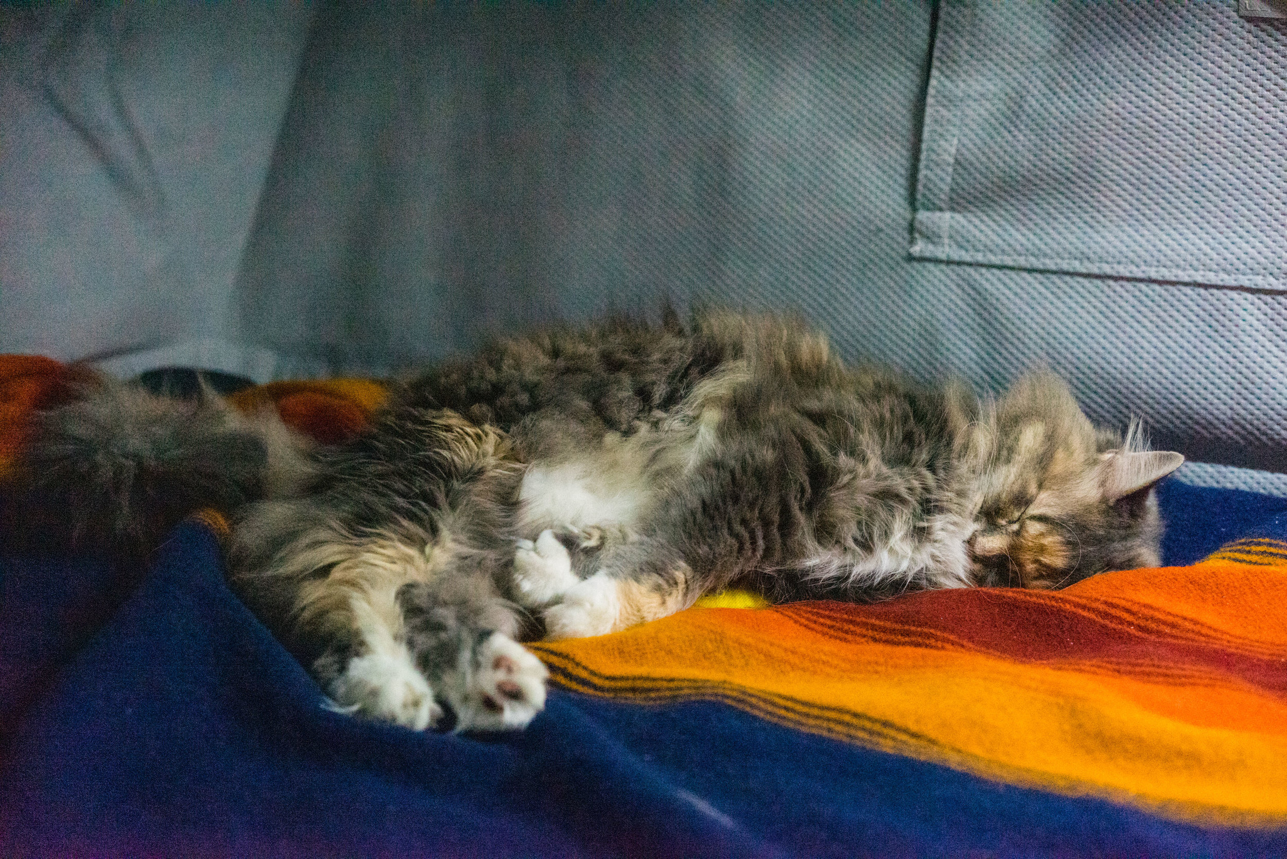 Luna sleeping there