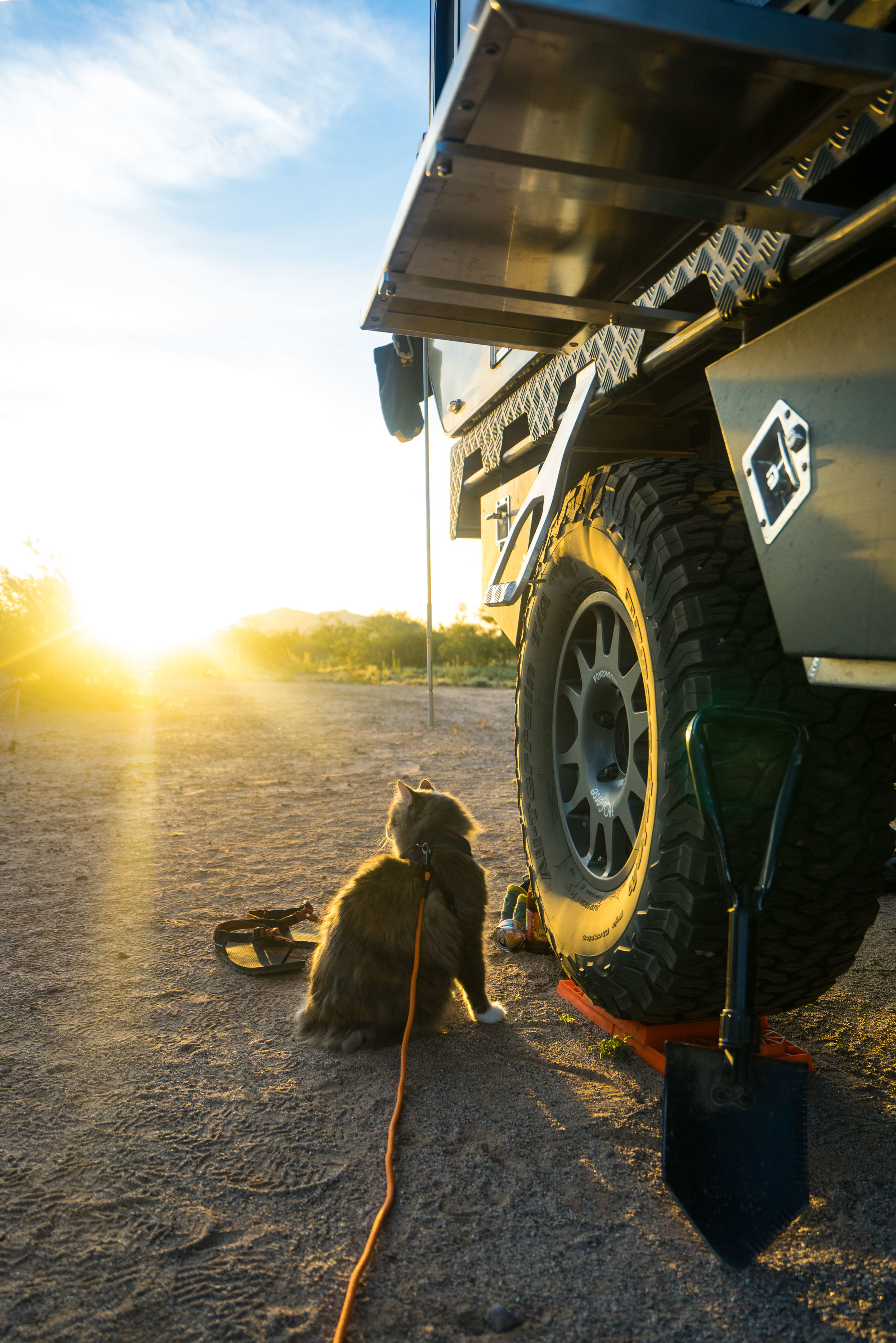 Luna enjoying the sunrise