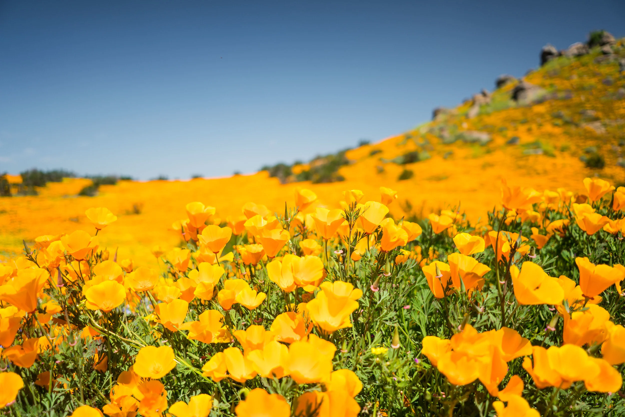 Super Bloom 2019 in 35mm
