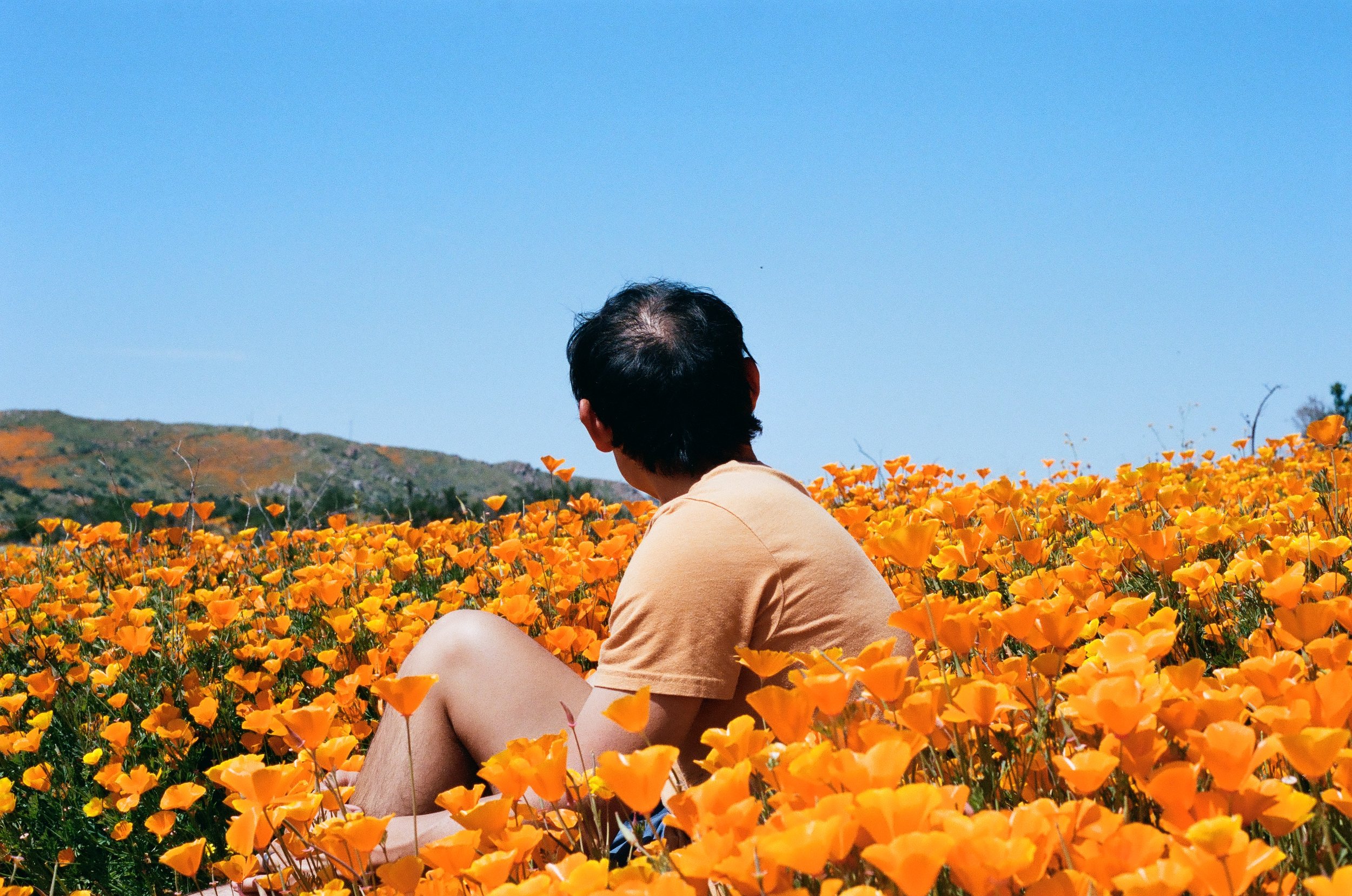 California Poppy Super Bloom, 35mm